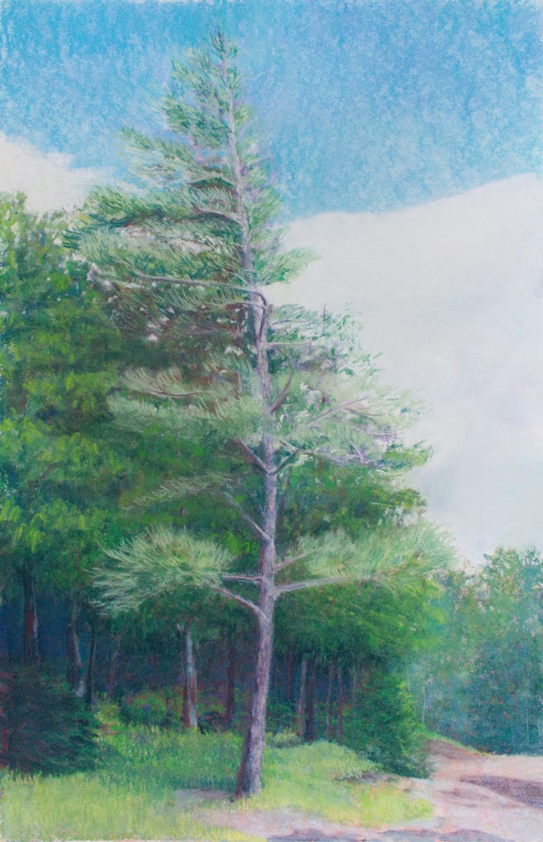 Twisted Pine by Brenna O'Toole, Image 1.
