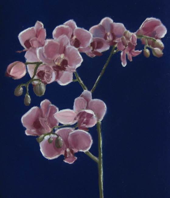 Orchids by Brenna O'Toole, Image 1.