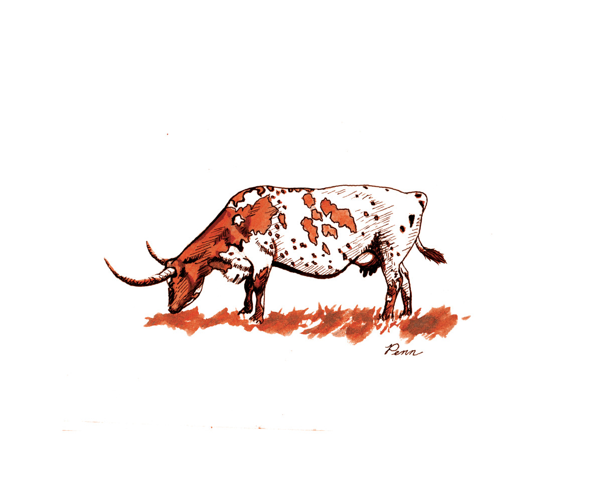 Longhorn Cow by Penn A. Tomassetti 