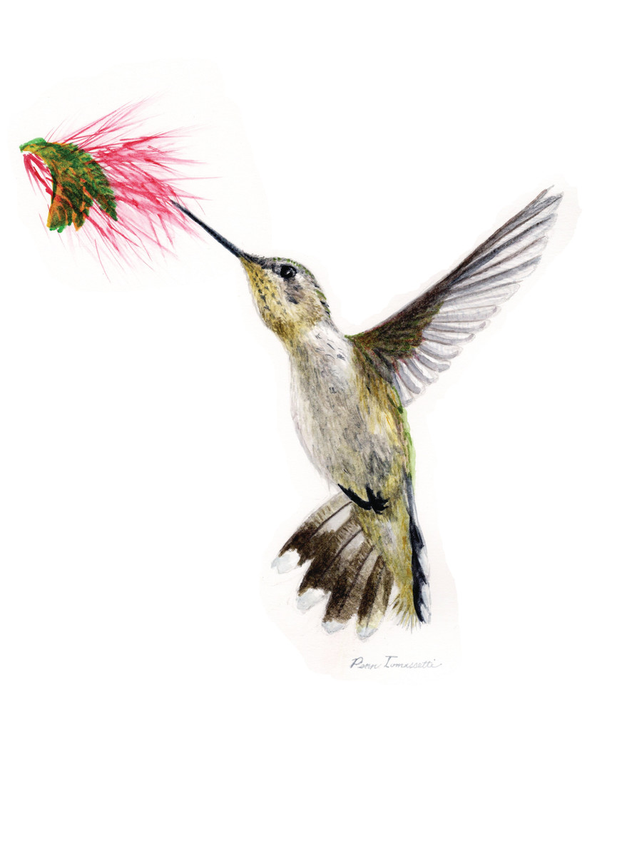 Female Hummingbird by Penn A. Tomassetti 