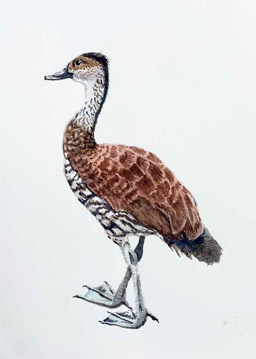 Dendrocygna arborea (West Indian Whistling Duck ) by Penn Tomassetti  Image: This duck is native to the Caribbean and lives at the Jardín Botánico Nacional in Santo Domingo, Dom. Rep.