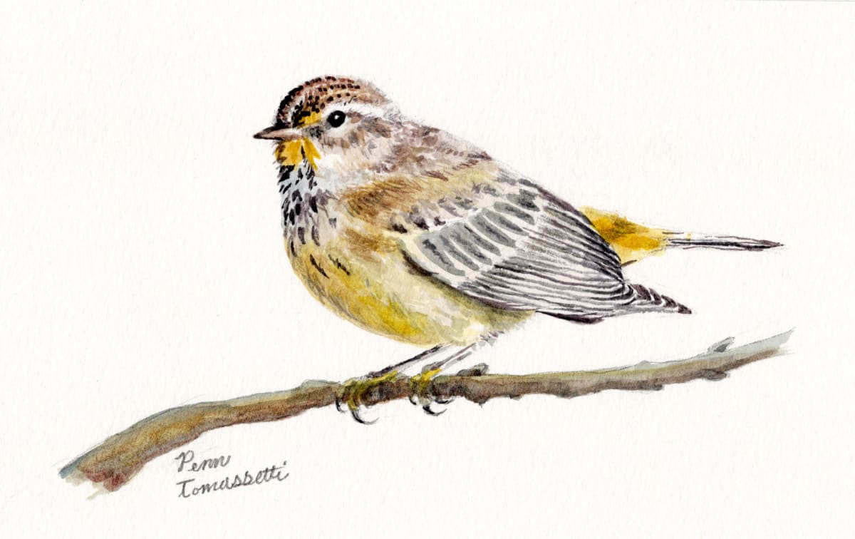 Palm Warbler 