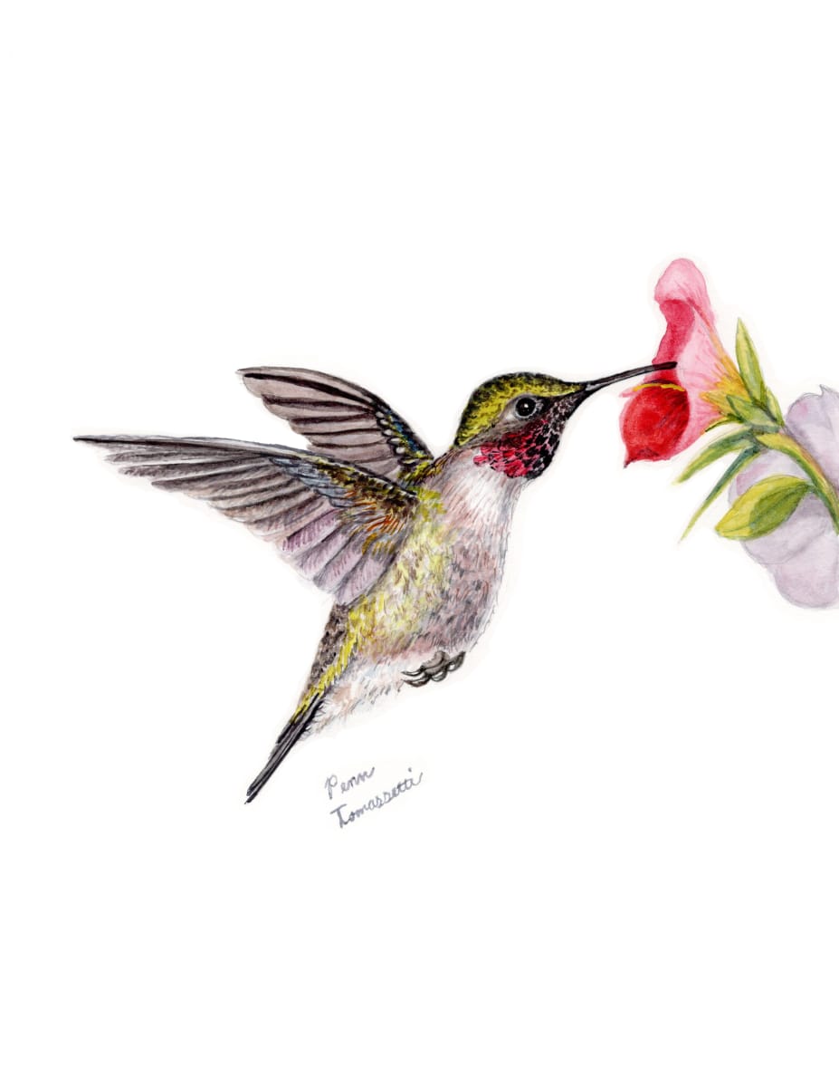 Ruby-Throated Hummingbird (Male), Image 1.