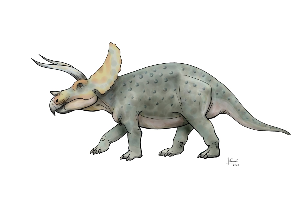 Triceratops horridus by Penn A. Tomassetti 