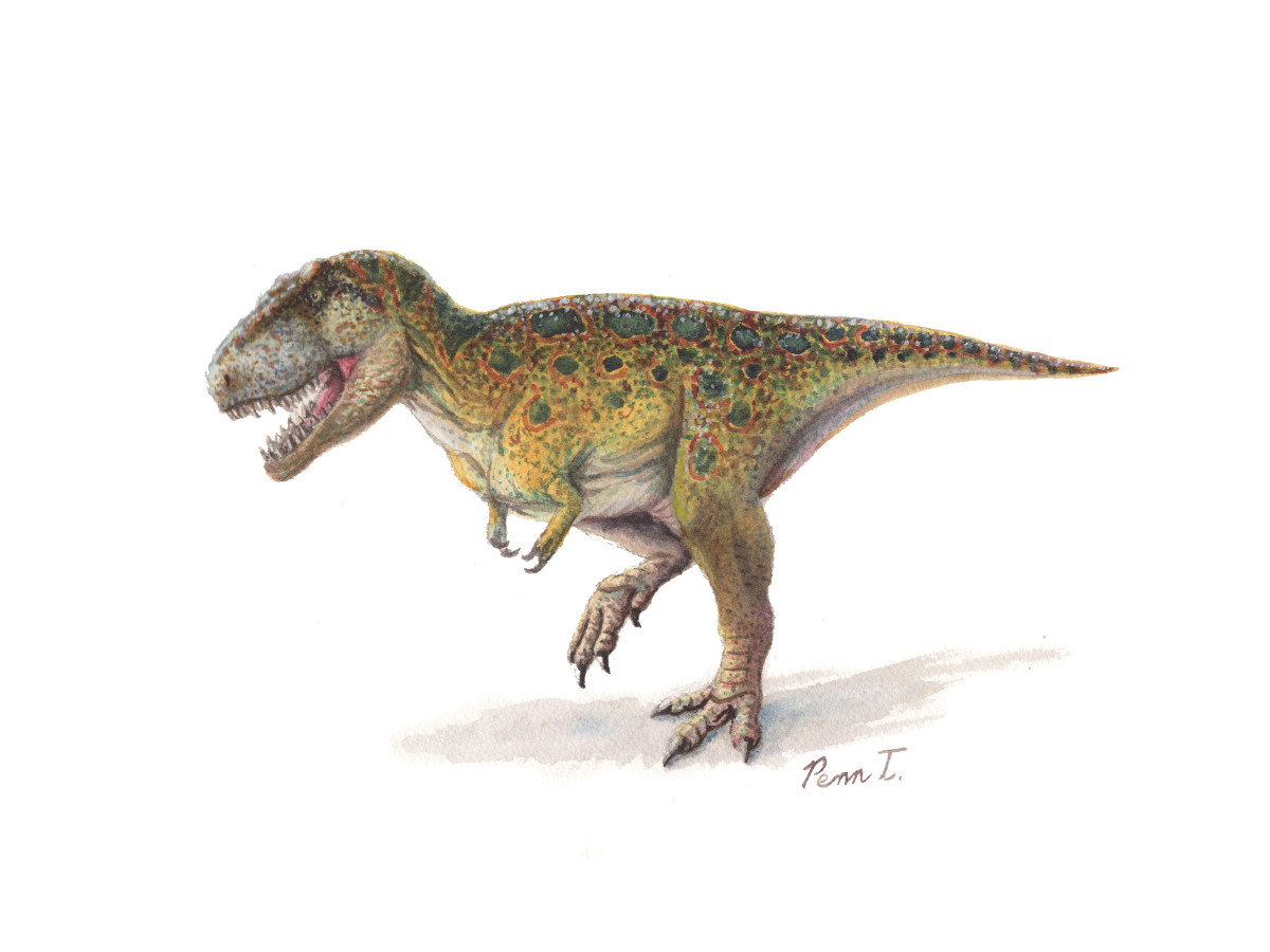 Tyrannosaurus Rex by Penn A. Tomassetti 