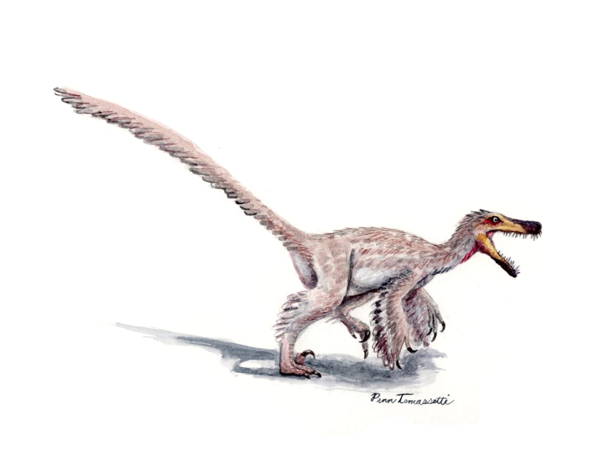 Velociraptor mongoliensis by Penn A. Tomassetti 