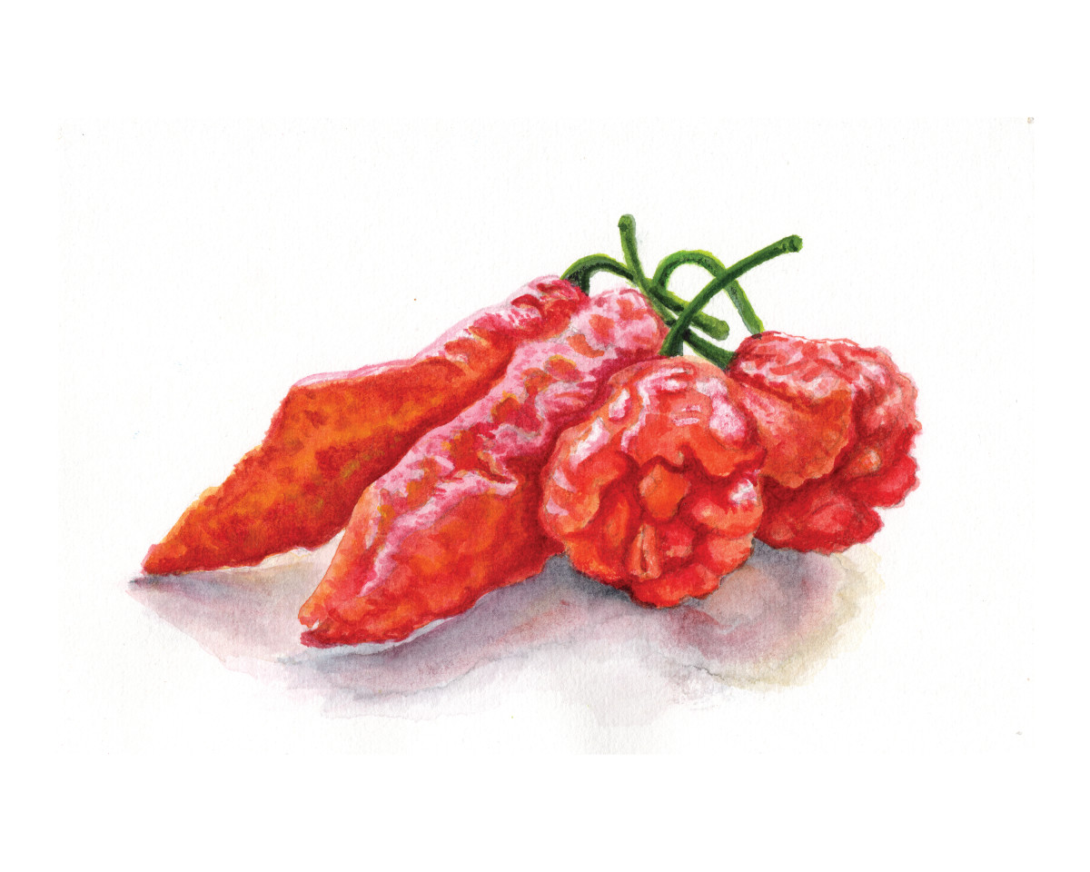 The Hottest Peppers by Penn A. Tomassetti 