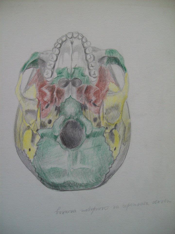 Human Skull by Gallina Todorova 