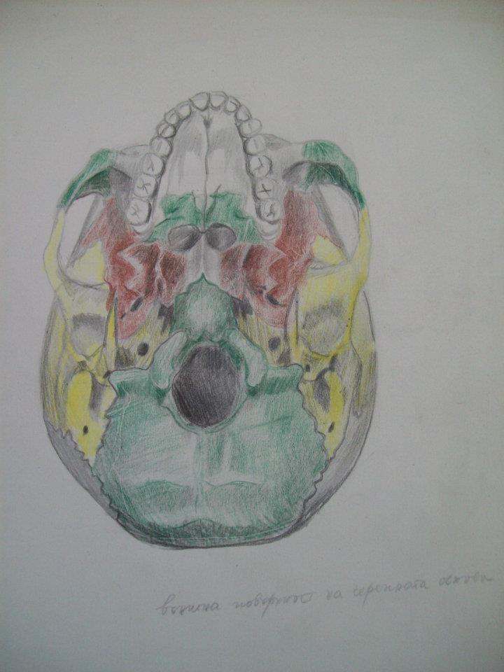 Human Skull by Gallina Todorova, Image 1.