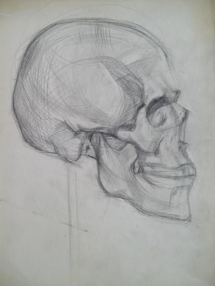 Skull Study by Gallina Todorova 