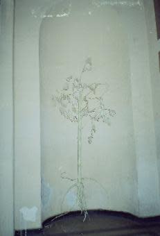 The tree by Gallina Todorova 