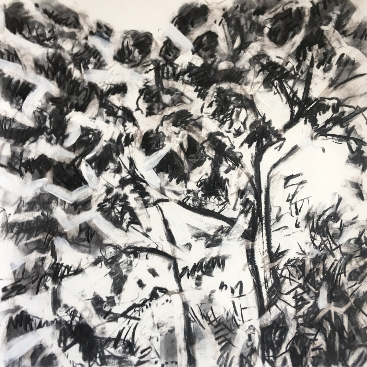 Canopy 2 by Barbara Aroney 