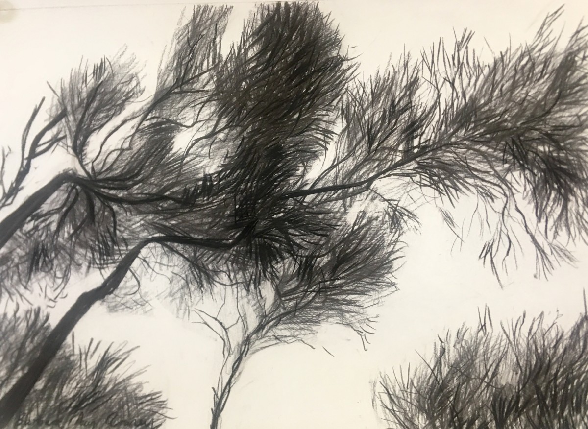 Casaurinas by Barbara Aroney 