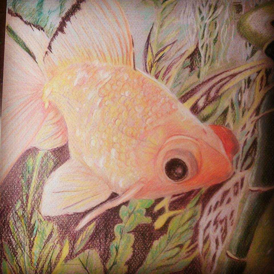 "Fancy Goldfish" by Candace Hardy, Image 1.