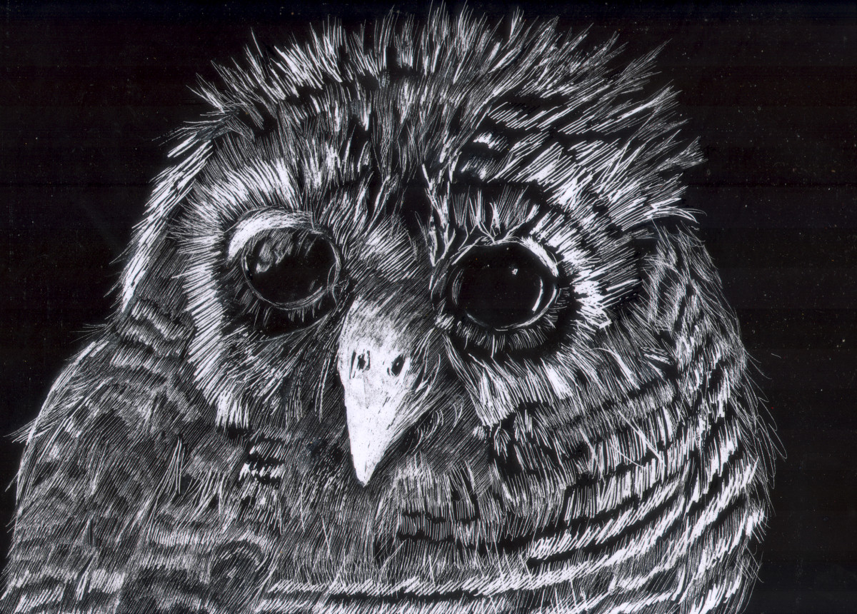 "Woodland Owl" by Candace Hardy 