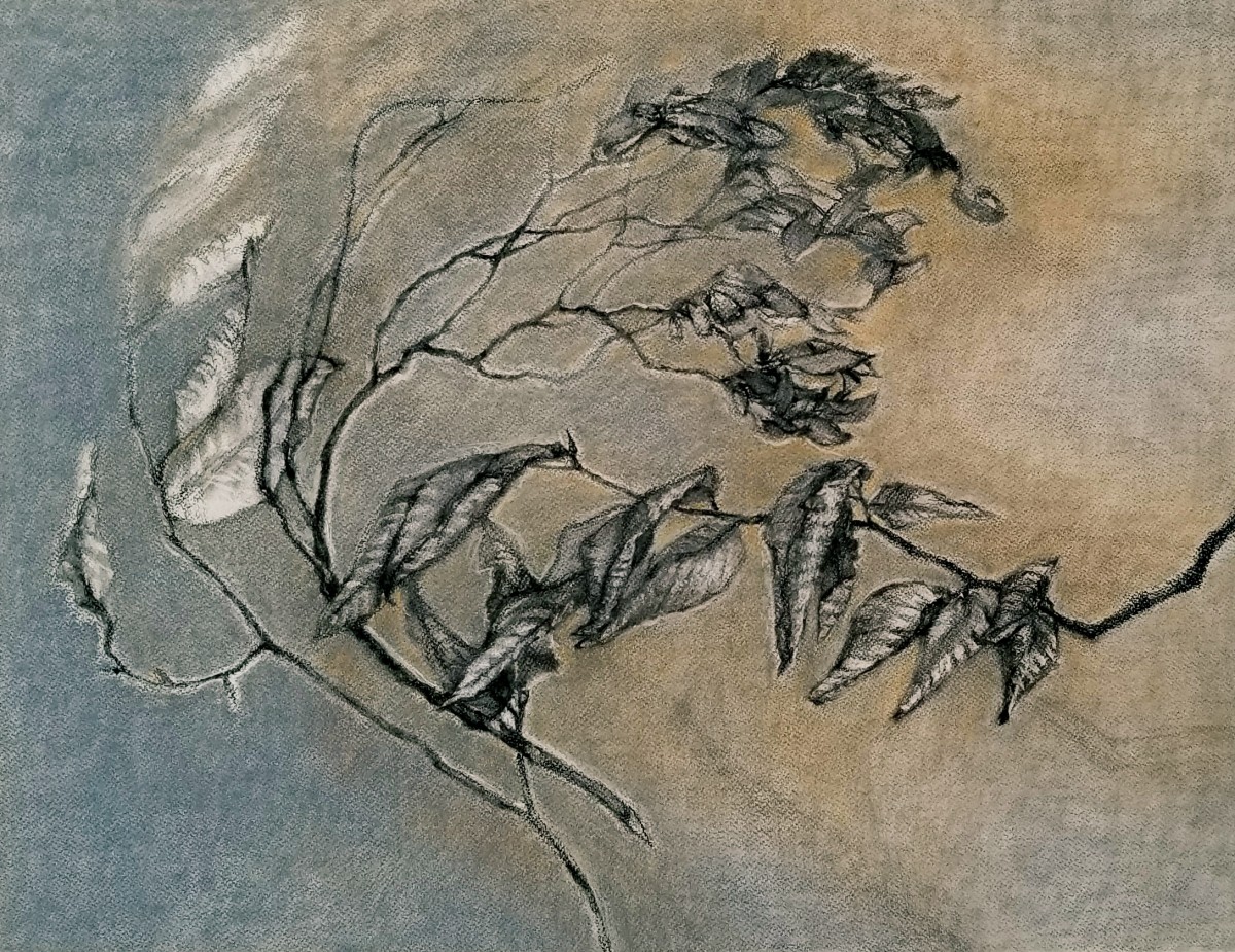 Beech Tree Branch by Nancy Jaramillo 