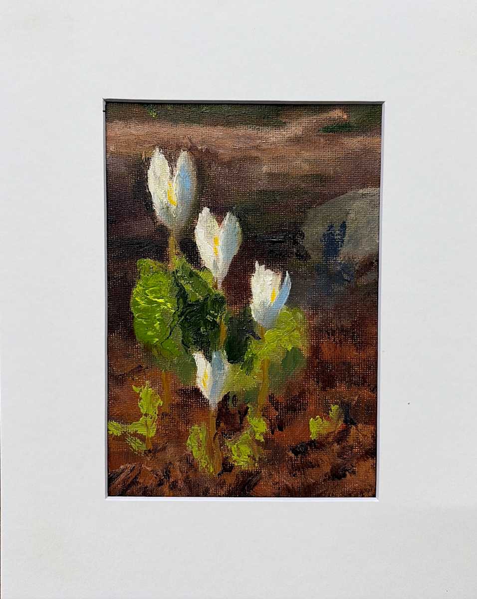 Bloodroot becoming by Kate Emery, Image 1.