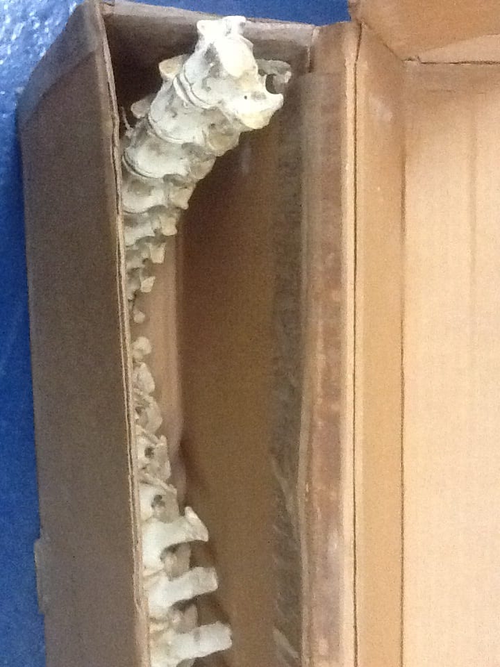 Object Lesson by David Nelson 