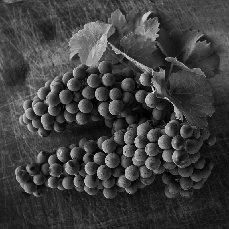 Sagrantino Grapes by From The Source 