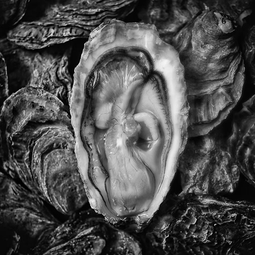 Drakes Bay Oysters by From The Source Artwork Archive