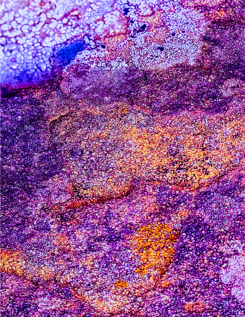 Organic Mystery - 2 by Barbara Jacobs  Image: More closeup Organics! I love the details in the stone and lichen. Not their typical colors, obviously.