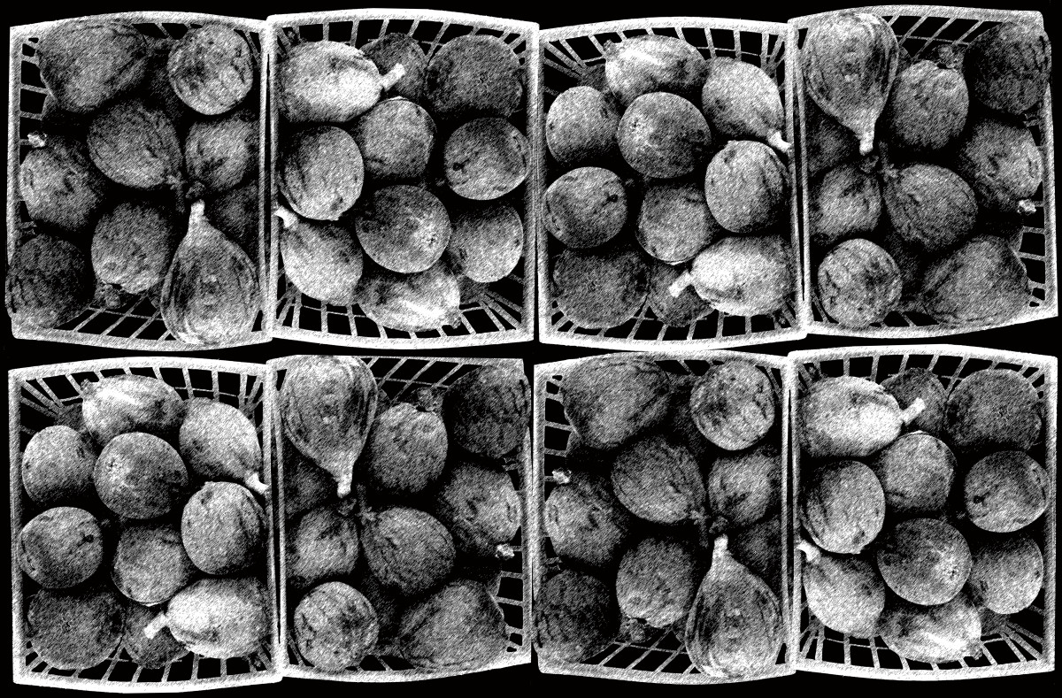 Figs in Black and White by Barbara Jacobs 