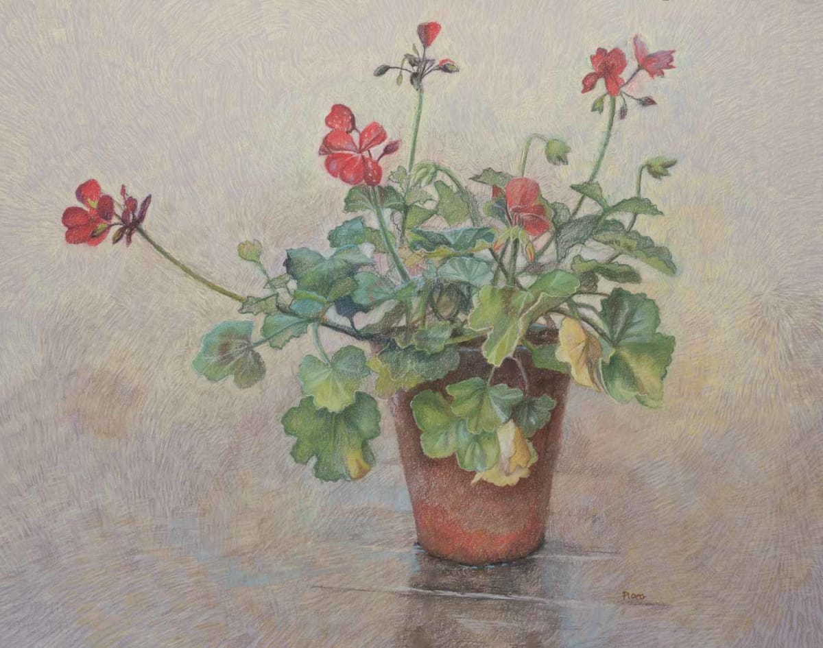 Pelargonium by Sophie Ploeg 