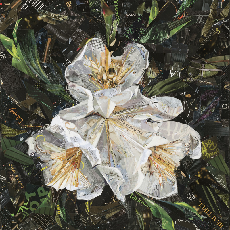 Canyon Snow Iris by Gina Torkos 