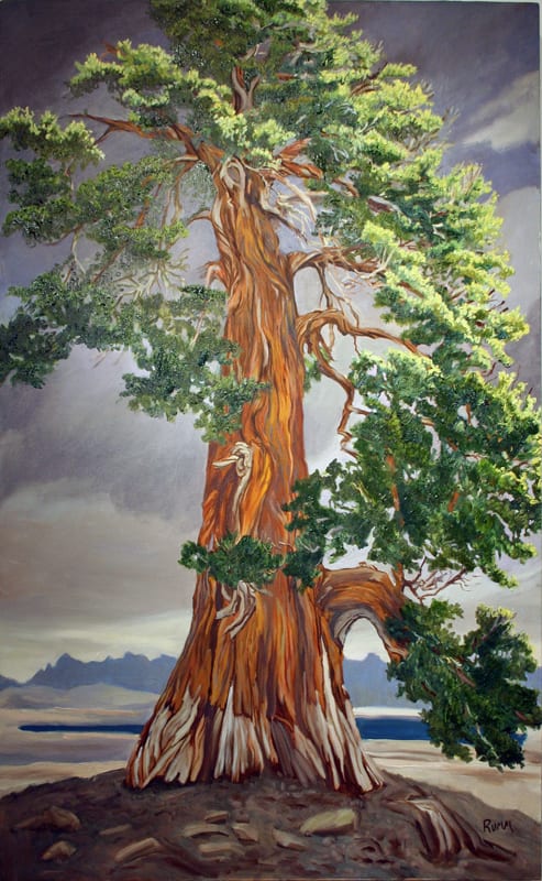 Ancient Juniper by Faith Rumm, Image 1.