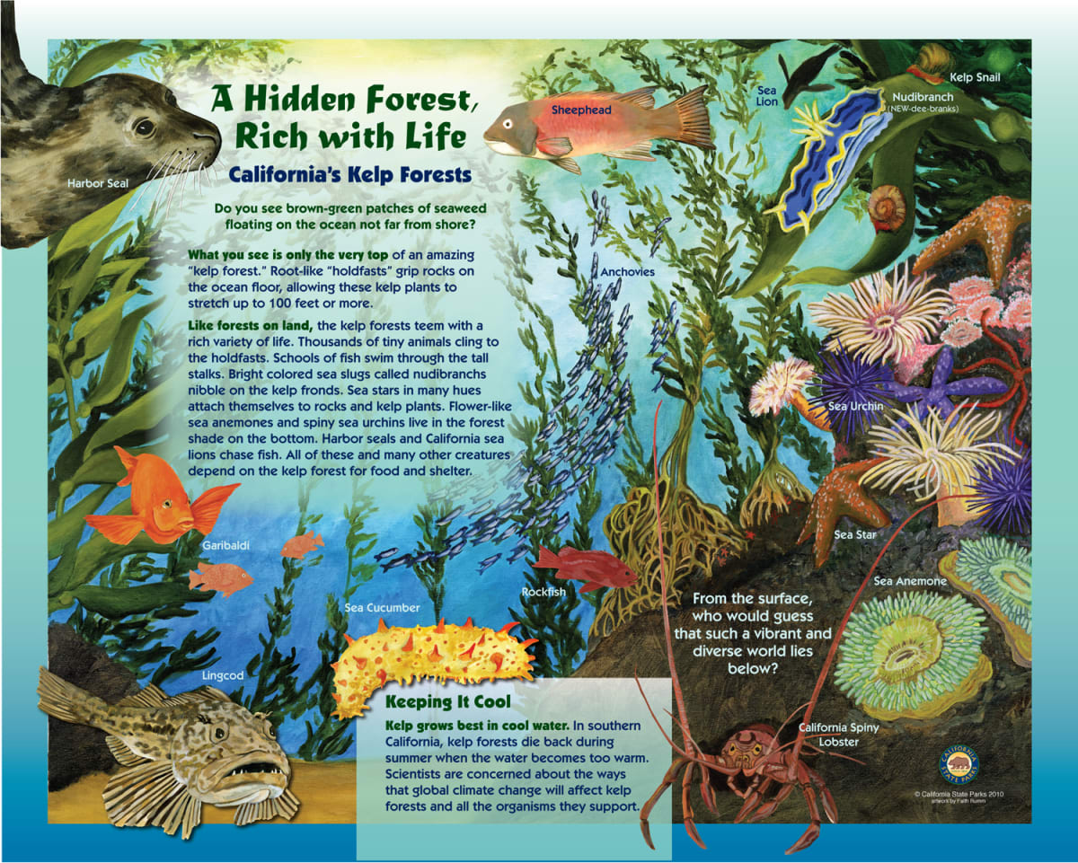 z Kelp, Image 1.