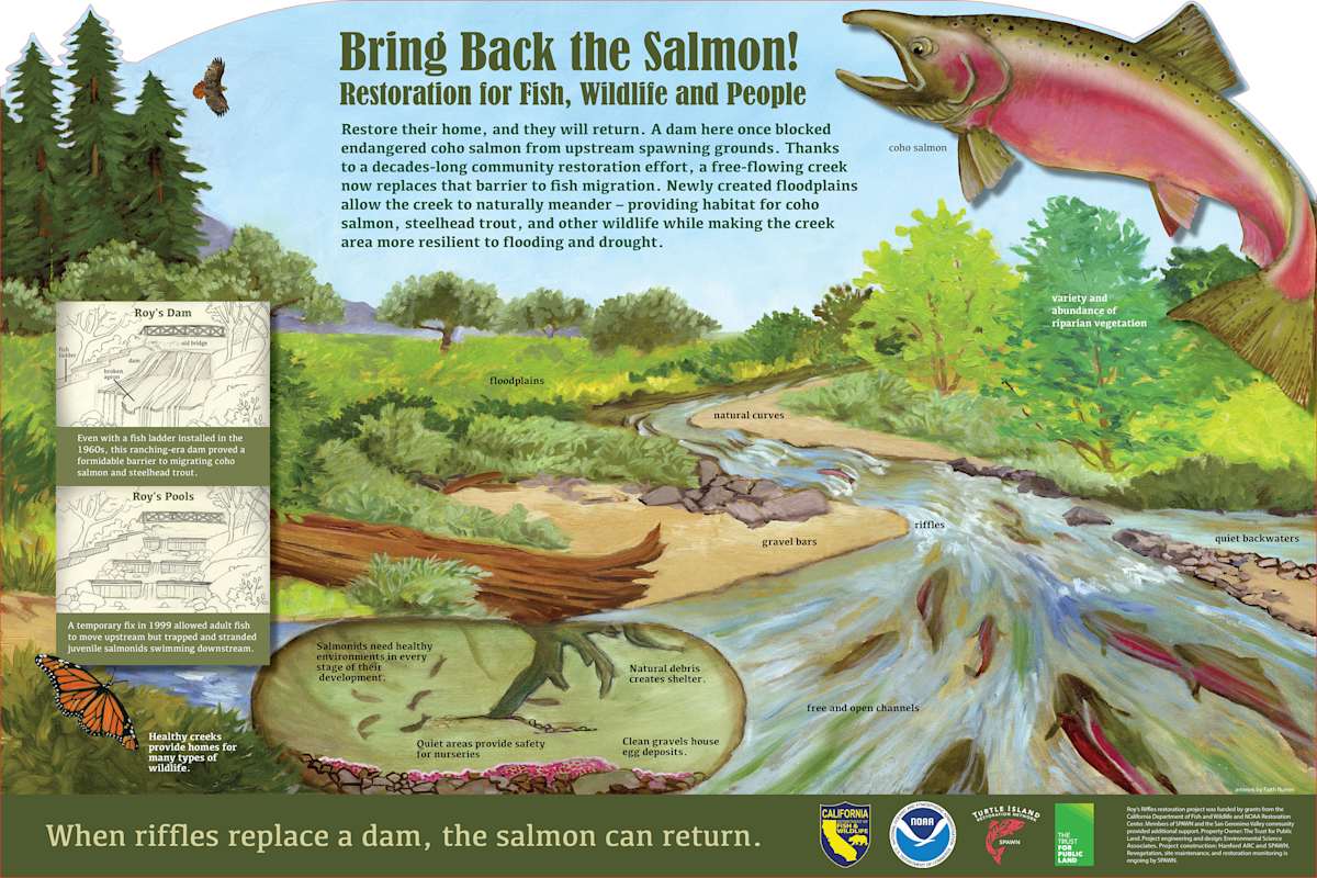 z  ROY'S RIFFLES Bring Back the Salmon! by Faith Rumm, Image 1.