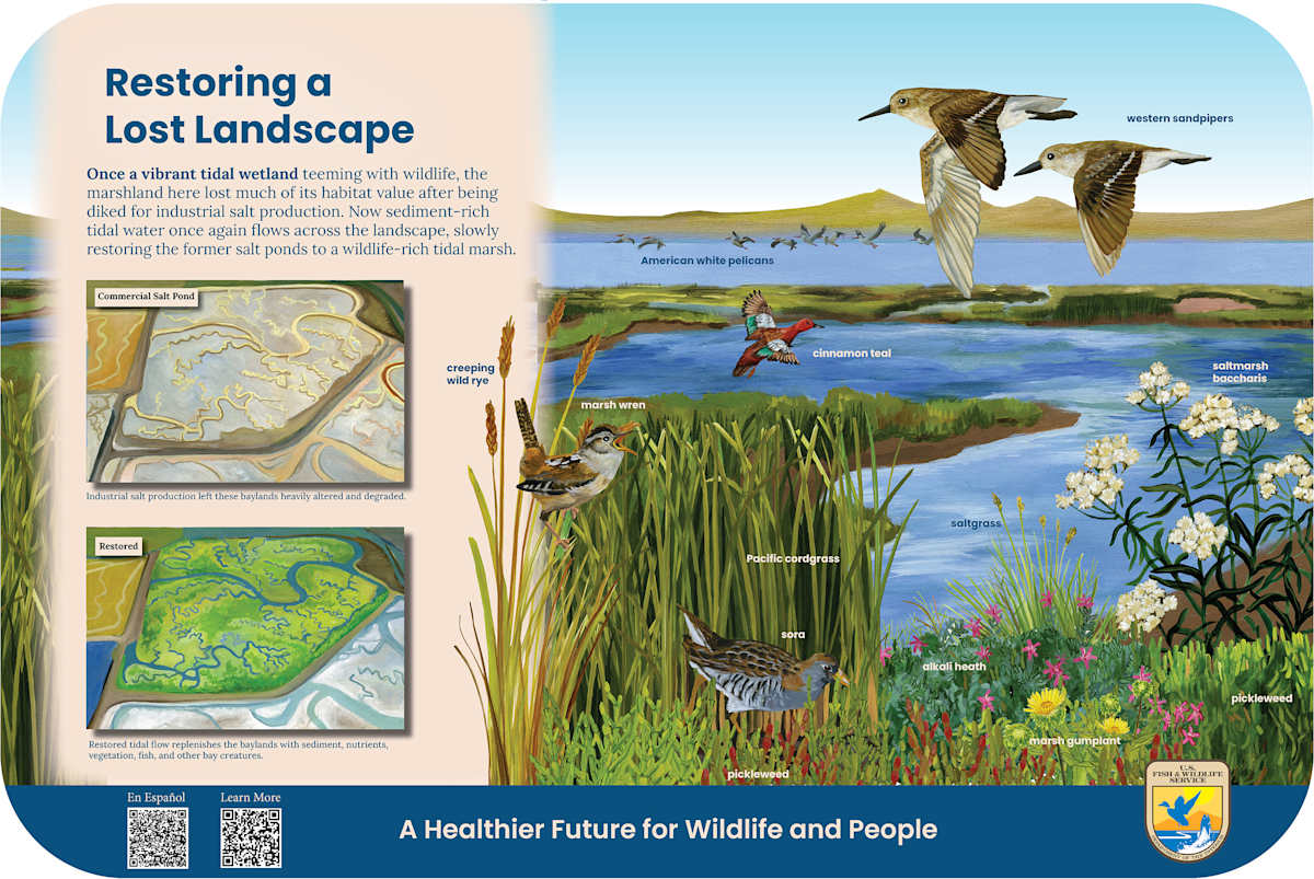 z  RAVENSWOOD Restoring a Lost Landscape by Faith Rumm, Image 1.