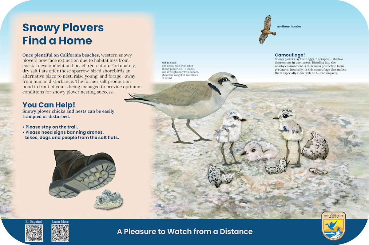 z  RAVENSWOOD Snowy Plovers Find a Home by Faith Rumm 