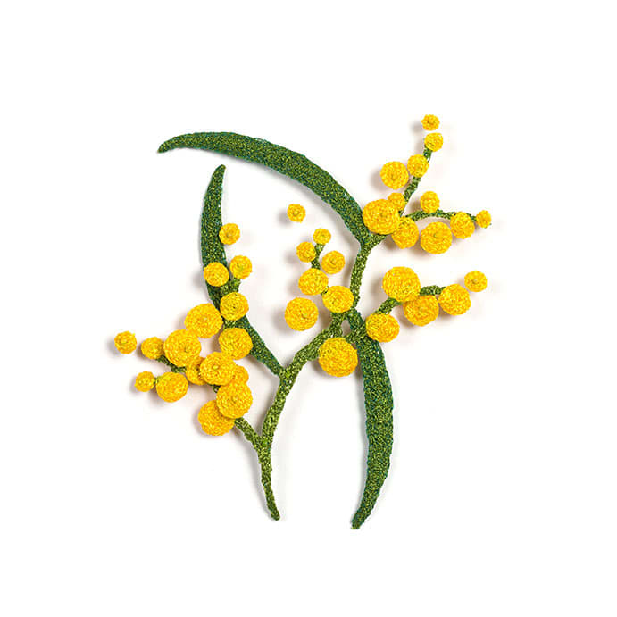 #86 Golden Wattle Acacia pycnantha 