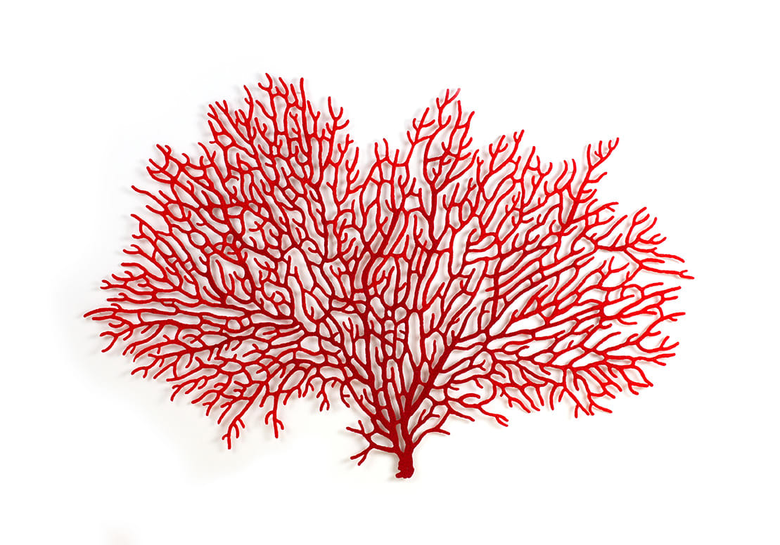 Annella Coral Fan by Meredith Woolnough 