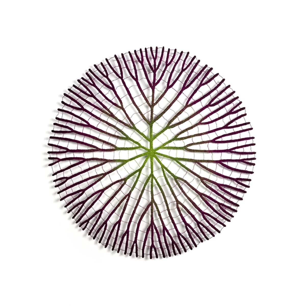 Amazonian Water Lily (2024 version) by Meredith Woolnough 