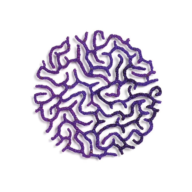 #32 Brain Coral, Image 3.