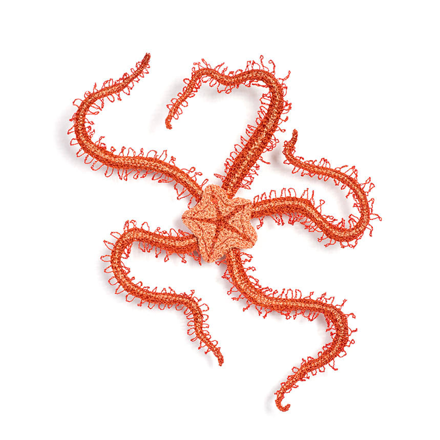 #62 Brittle Star, Image 3.