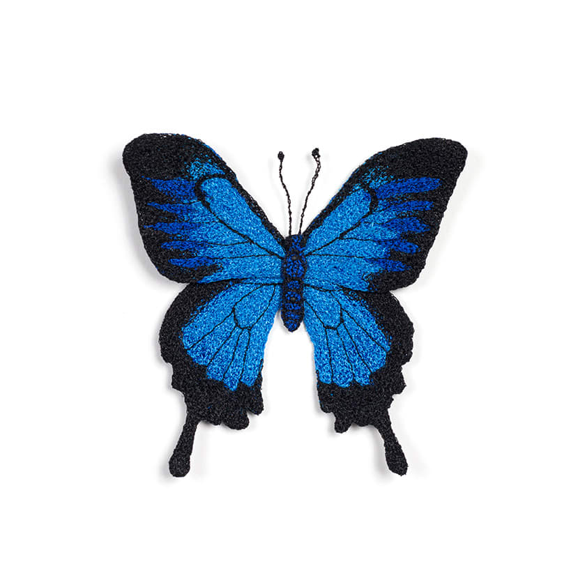 #55 Ulysses Butterfly 