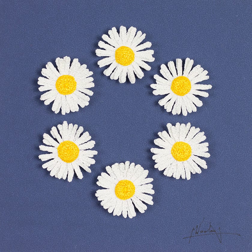 Daisies 