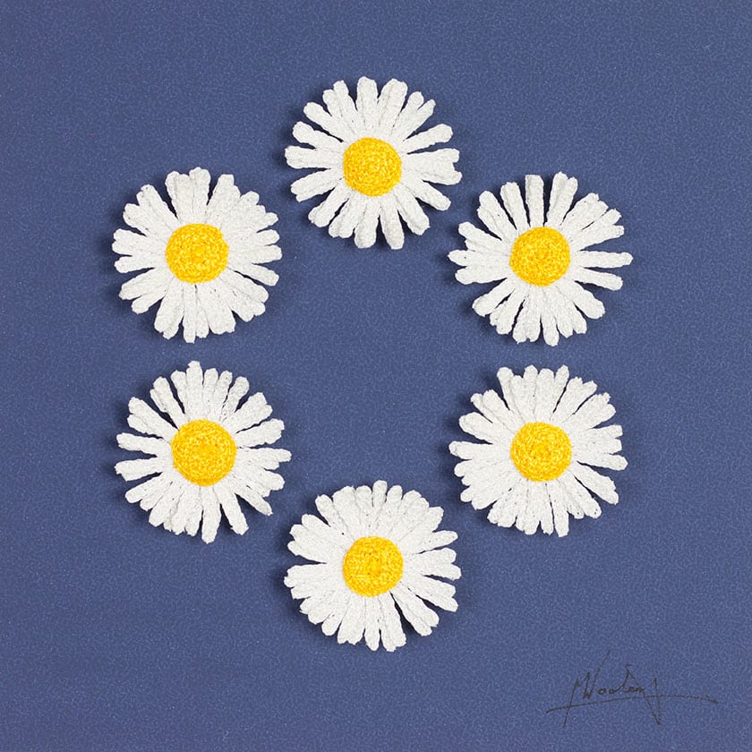 Daisies, Image 3.