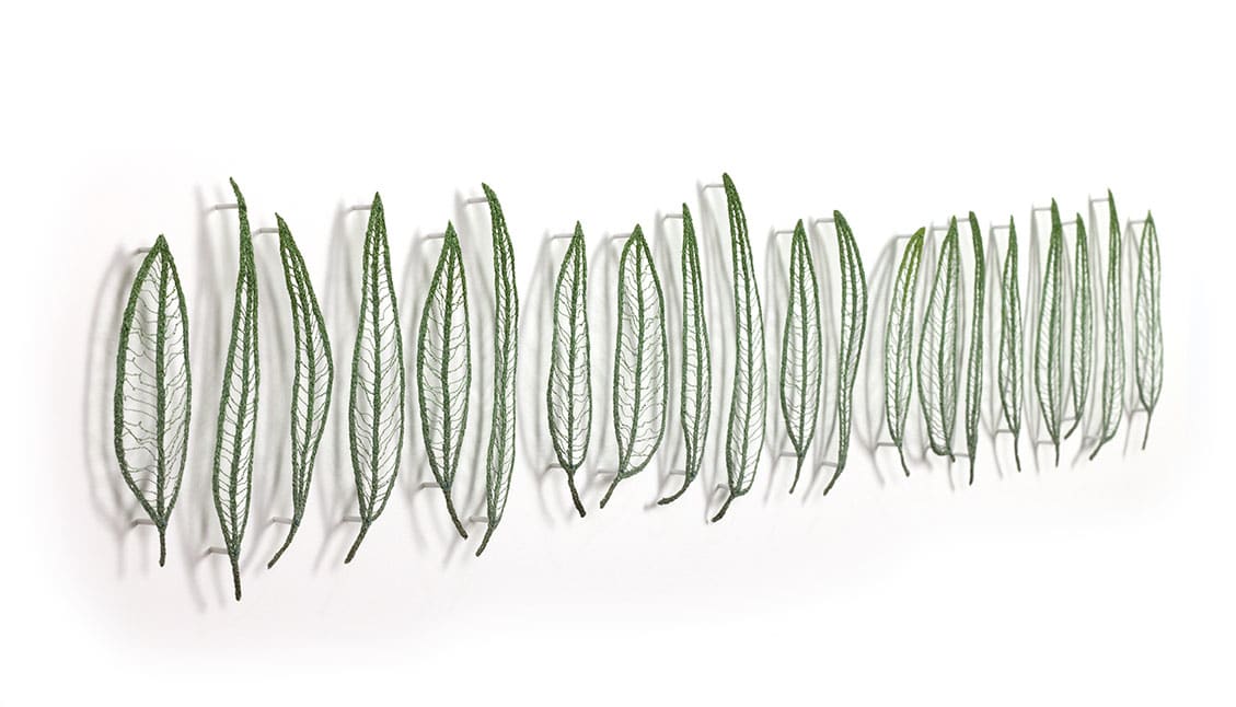 Eucalypts of Tasmania - Comparative leaf study by Meredith Woolnough 