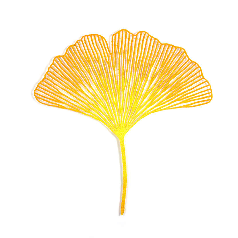 Ginkgo Leaf (Ginkgo biloba) by Meredith Woolnough, Image 2.