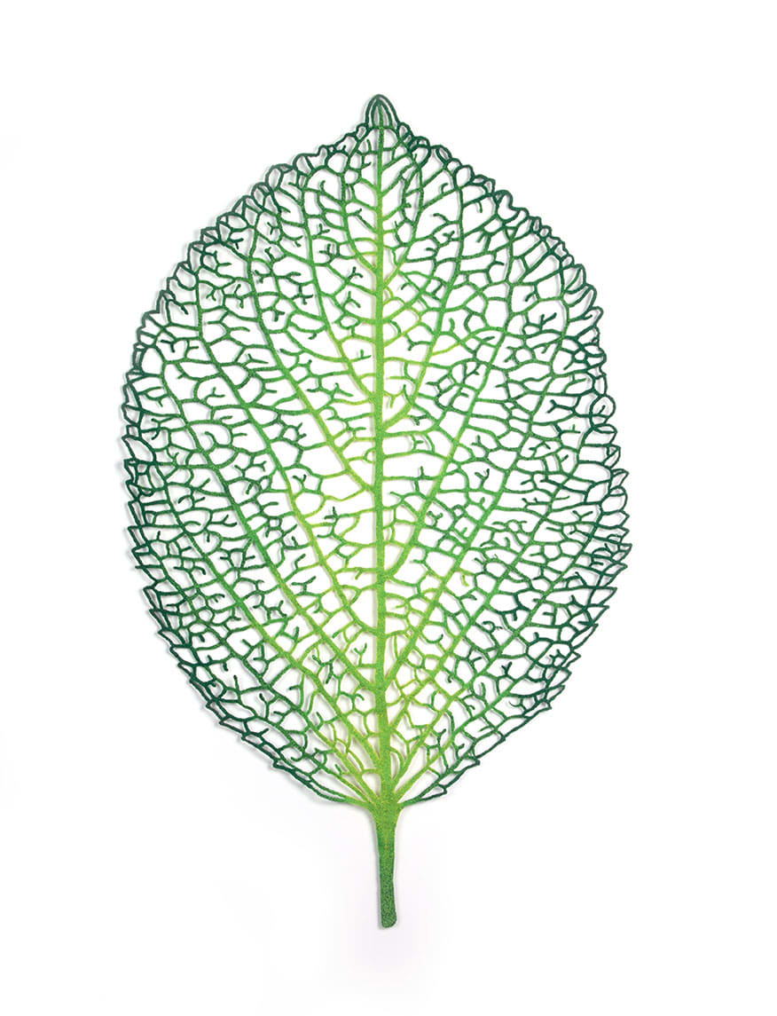 Hydrangea Leaf (Hydrangea macrophylla) by Meredith Woolnough, Image 2.