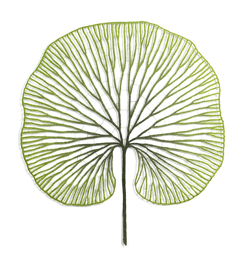 Kidney Fern (Hymenophyllum nephrophyllum) by Meredith Woolnough 