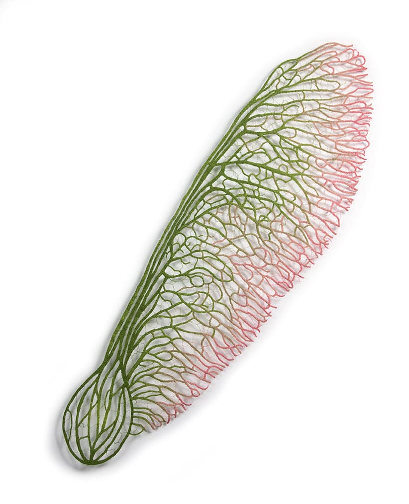 Maple Seed by Meredith Woolnough 