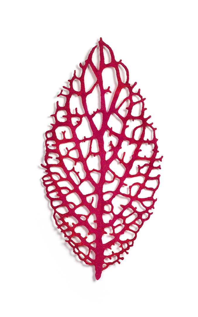 Nerve Plant (Fittonia albivenis) by Meredith Woolnough  Image: Nerve Plant - front view