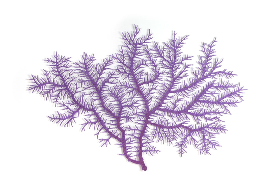 Plumigorgia coral by Meredith Woolnough 