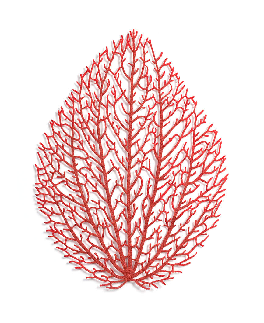 Peperomia (Peperomia sp.) by Meredith Woolnough, Image 2.