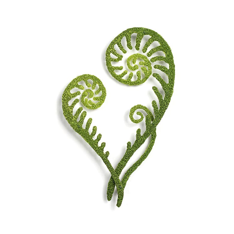 #42 Resurrection Fern, Image 3.